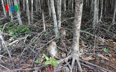 Natural beauty of Can Gio primeval mangrove forest  - ảnh 14